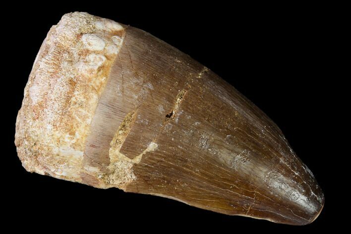 Fossil Mosasaur (Prognathodon) Tooth - Morocco #164183